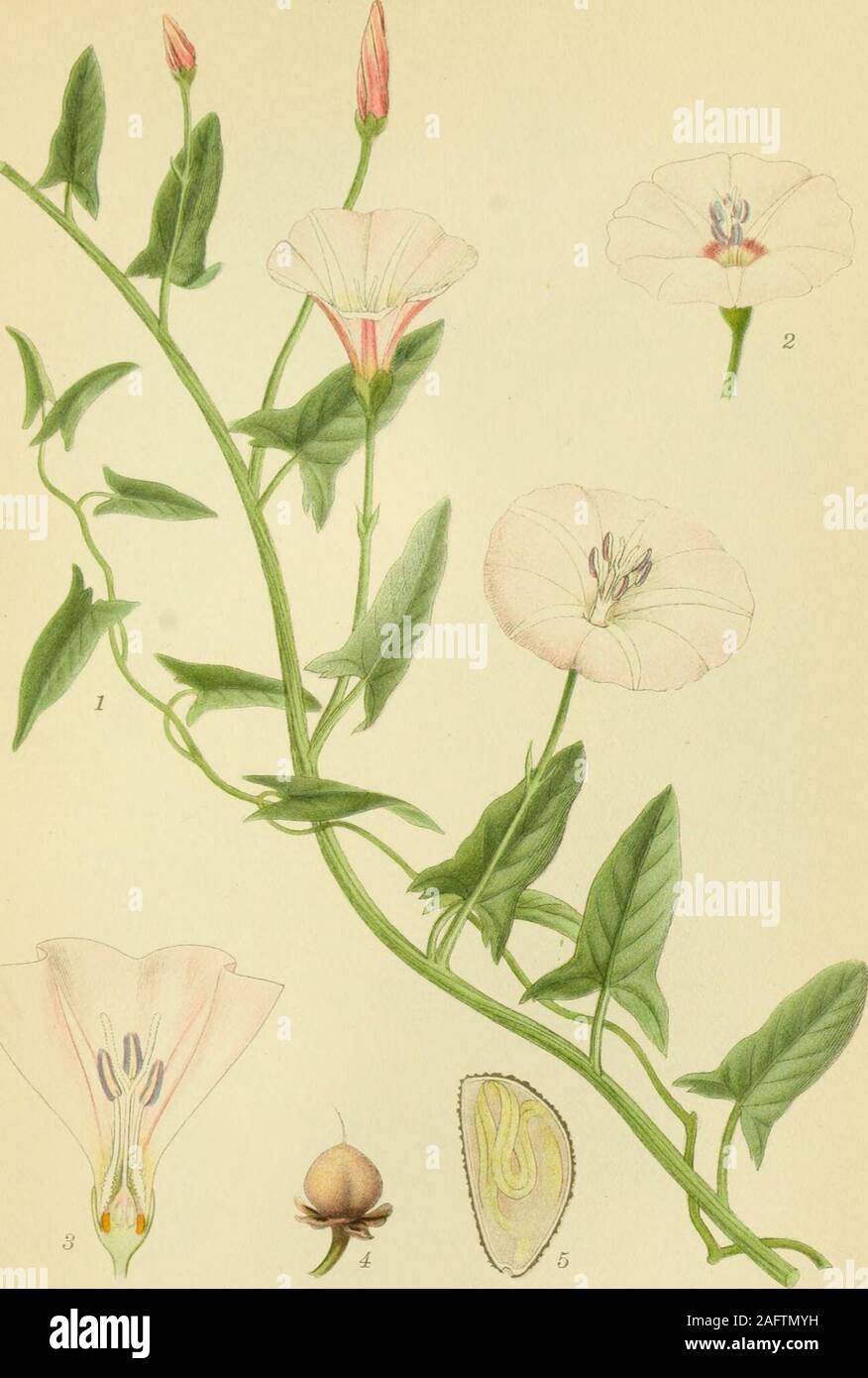 . Photo par nordens flora. M !(>f&Lt ;^<V ?<s^^. ?5. PYRAMIDE-LAEBELØS, Ajuga pyramidalis.  ? BORTZELLS STHIJ B-fiA-^ 104. AGER-SNERLE, Convolvulus arvensis. 105 Banque D'Images
