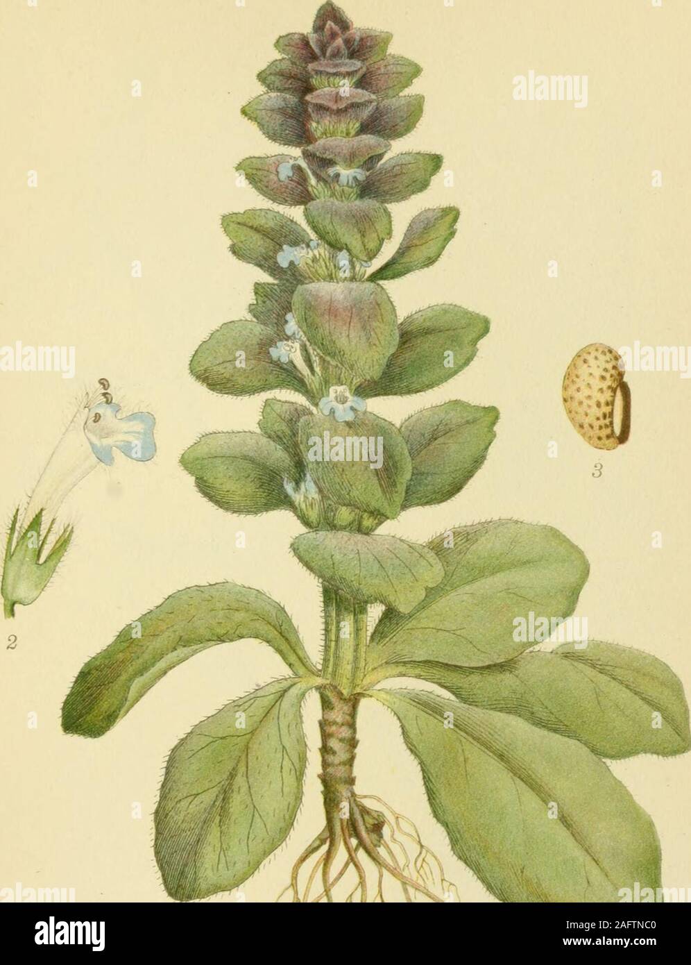 . Photo par nordens flora. SKJOLDDRAGER, scutellaria galericulata. 103. M !(>f&Lt ;^<V ?<s^^. ?5. PYRAMIDE-LAEBELØS, Ajuga pyramidalis.  ? BORTZELLS STHIJ B-fiA-^ 104 Banque D'Images