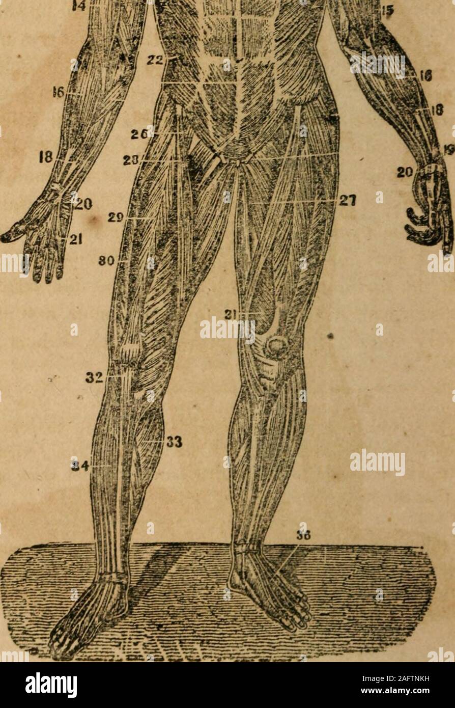 . Un traité sur l'anatomie, la physiologie et l'hygiène : conçu pour les établissements, les académies et les familles. fm^j-.. fHYStOLOGT DES MUSCLES.Fi-. 47. 83 Banque D'Images