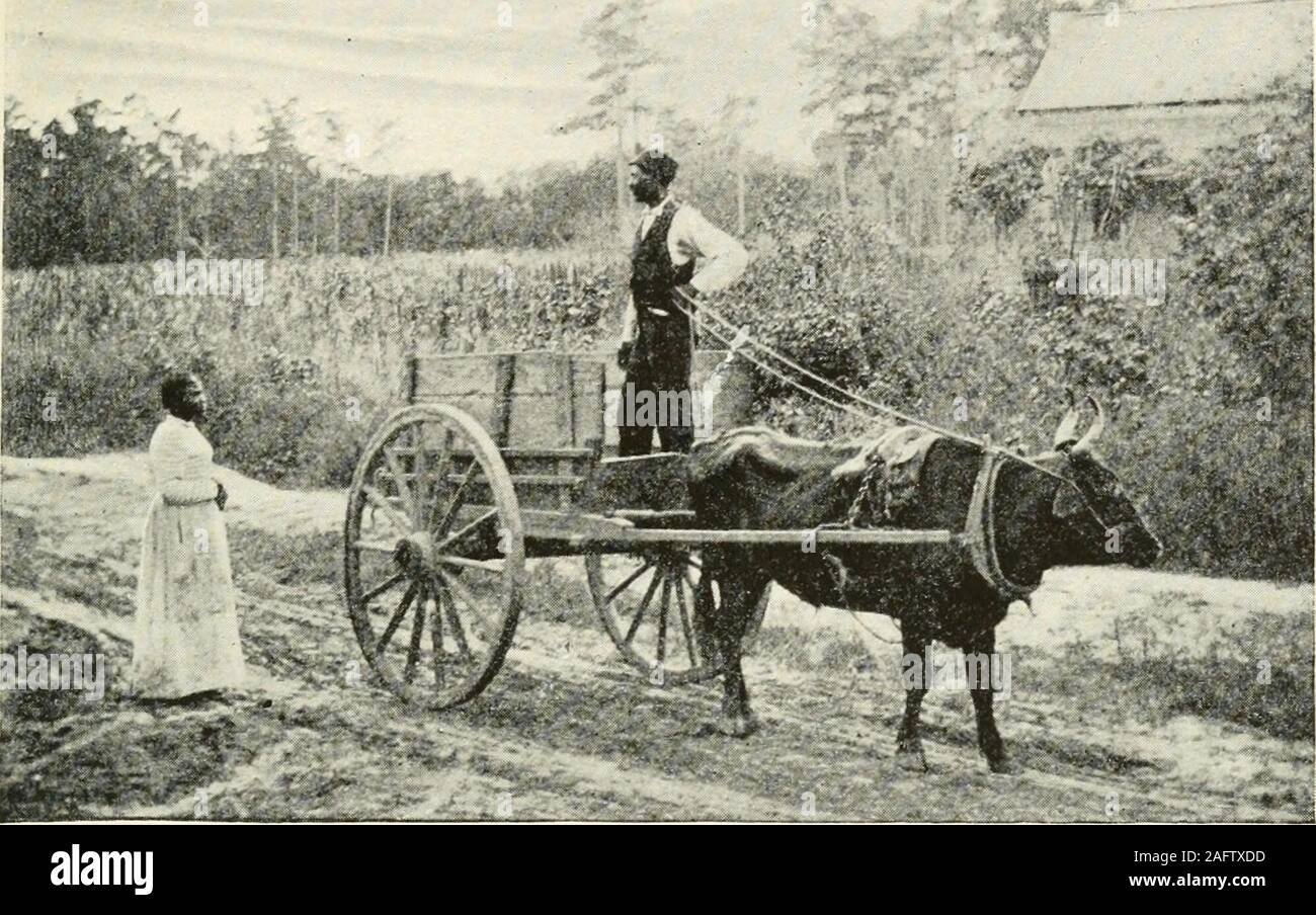 . Routes et ruelles du sud. d'une humble demeure attaché à l'stationat l'arrière. Je pouvais obtenir logement avec lui, on m'a dit,mais il était dangereux. Je n'ai pas compris - helooked assez aimable et doux. 1 Ce qu'a dû la peur, cependant, était le paludisme. Un mileor deux était la rivière Cooper marécageuse, et thestation était sur la plaine alluviale. Un fewnights vcy consacré à ces basses terres entraînerait éventuellement seriousand maladie mortelle. Le chef de gare encore hadlived il y a vingt-cinq ans. Il semblait être feverproof, et il pensait que le reste des blancs étaient super-stitious sur le sujet. Aucun de Banque D'Images