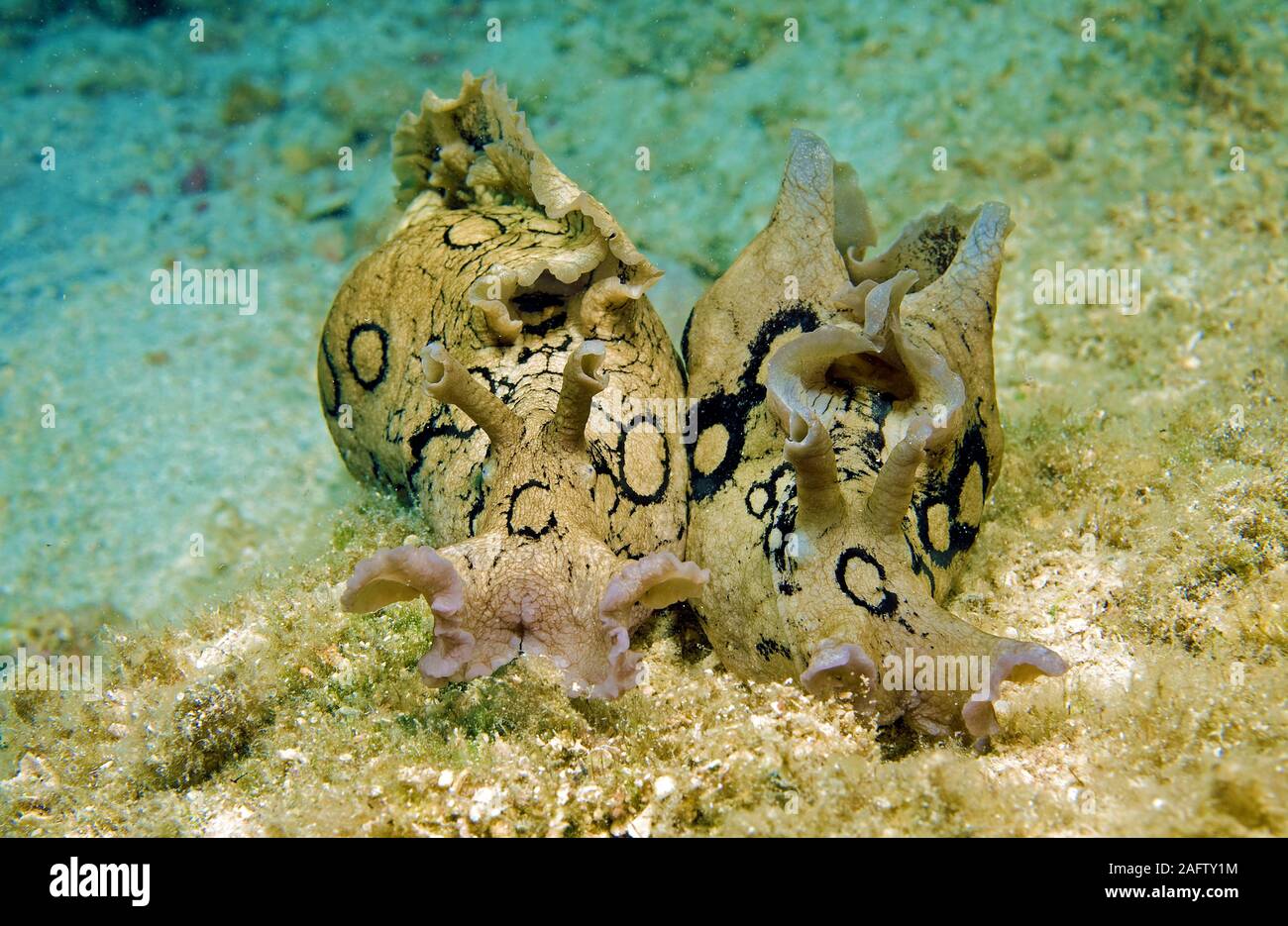 Ringel-Seehase (Aplysia dactylomela), Kas, Lykien, Spanien | Grands-spotted, lièvre de mer le lièvre de mer tacheté (Aplysia dactylomela), paire, Kas, Lykia, Turquie Banque D'Images