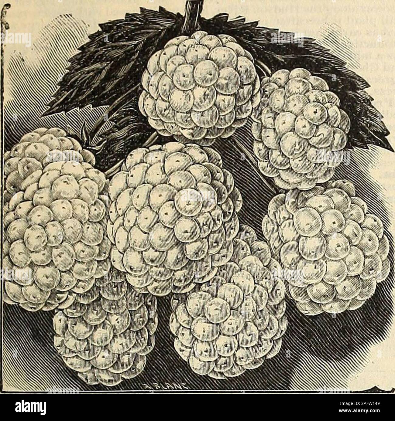 . Catalogue de graines de fleurs et légumes : catalogues gratuitement à tous. La Montagne verte raisin. lant sert JAMES J. H. GREGORY & SONS CATALOGUE DE VENTE AU DÉTAIL. 71 PETITS FRUITS - suite. Plant de vigne quatre par sept,et traiter comme avec les framboises, mûres. à l'exception que theyshould être réduit à quatre pieds. BLACKBERRY ICEBERG.. Ce nouveau livre blanc semi-transparent blackberry est l'une des merveilleuses créations. LutherBurbanks Il le décrit aussi productif,hardy, avec des baies comme début, abondante, grand, beau, anddelicious comme les meilleurs noirs. C'est un hybride fait par contre-la avec le Crystal Lawton Banque D'Images