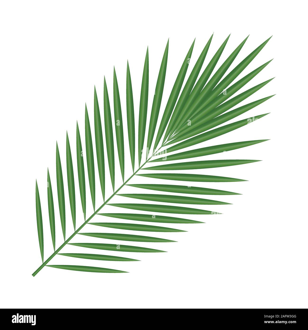 Feuilles de plantes tropicales. Les éléments isolés. Palm tree Illustration de Vecteur