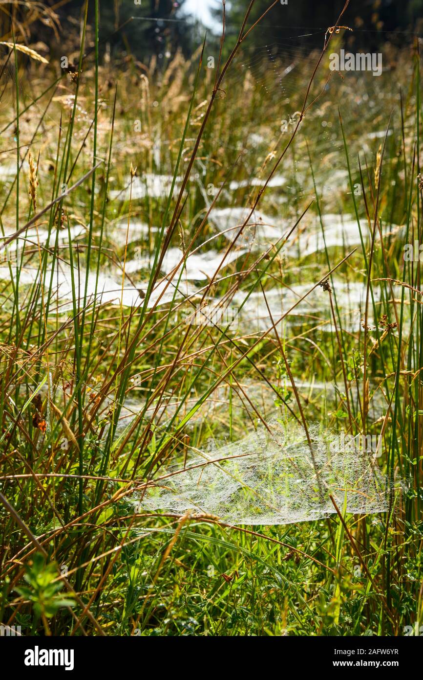 Toiles d'araignée recouvertes de gouttelettes d'eau provenant de la rosée du matin, de Dumfries et de Galloway, en Écosse Banque D'Images