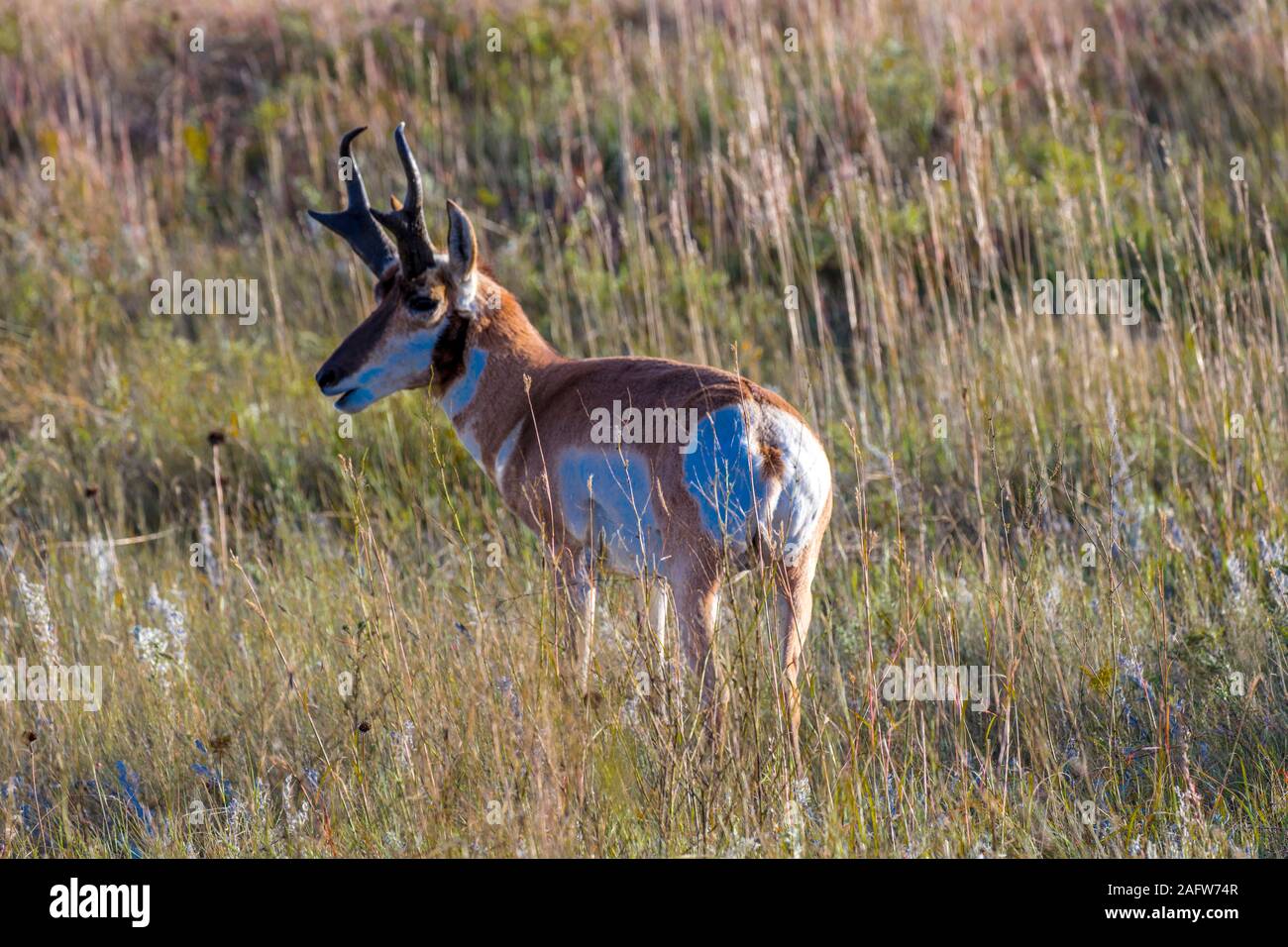 Le 24 septembre 2019, Custer State Park, South Dakota, USA - l'Antilope d'animal le plus rapide en Amérique du Nord, Custer State Park Banque D'Images
