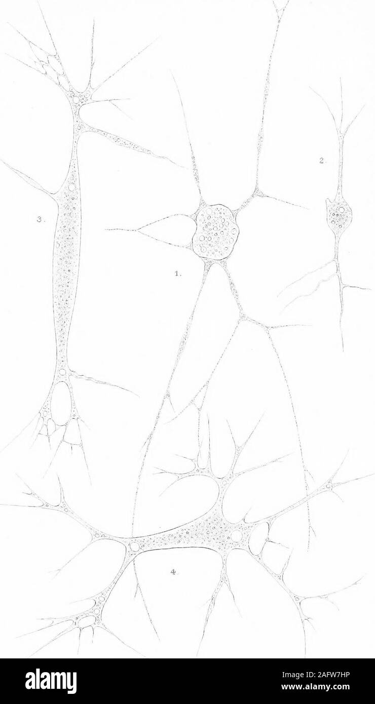 . L'eau douce britannique Rhizopoda et Heliozoa. i : : ..-^ - 5 - -&gt ; -t- 17 J0 (7 -^^ ^J 6. IfeA, .. ,&Gt ;^ ?.. =:U ^ |v I- PELOMYXA, J'encaisse, del VMTrap^.K iiiipr. • 8 plaque plate VIII. Les porcs. 1, 2. Cienk Gymnophrys cometa. (P. 86) Fig. 1.-Un ex-amplement de la sphaigne humide, Lindow, Cheshire, x.300 L'age. 2.-Après Penard. 3, 4i. Biomyxa vagans Leidy. (P. 88) points de vue d'un seul individu indi-formes montrant pendant la période active de l'emménagement j'iient. En touffes de mousse sur les roches humides, Perwick Bay, île de Man). x 300. /Plaque III.. GYMNOPHRYSakd biomyxa. PWMTrapjTTipr JCasn.del. La plaque plate 9 IX. Penardia mutab Banque D'Images