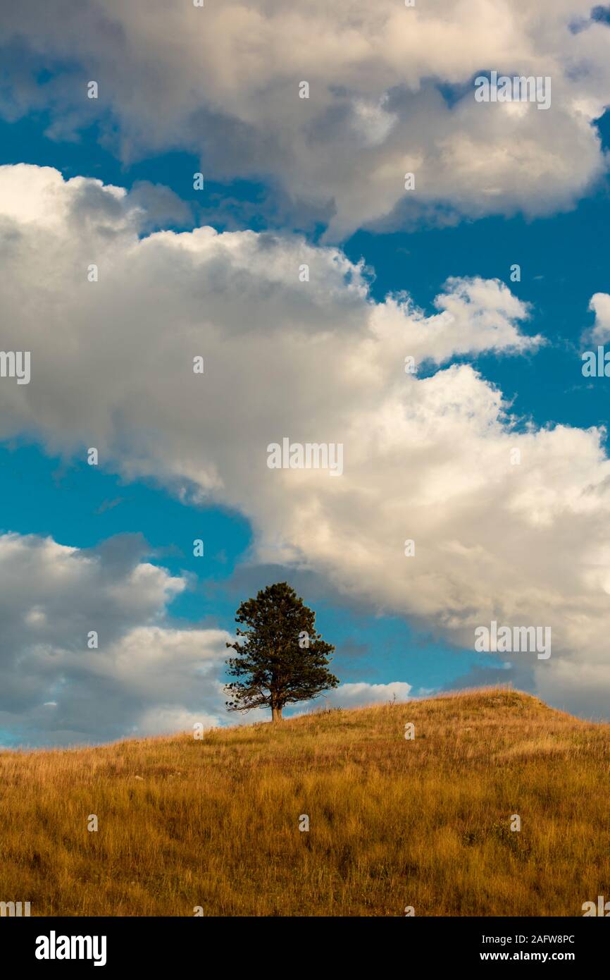 25 septembre 2019, CUSTER STATE PARK, DAKOTA DU SUD, Lone Pine et blanc puffy clouds in Custer State Park, le Dakota du Sud Banque D'Images