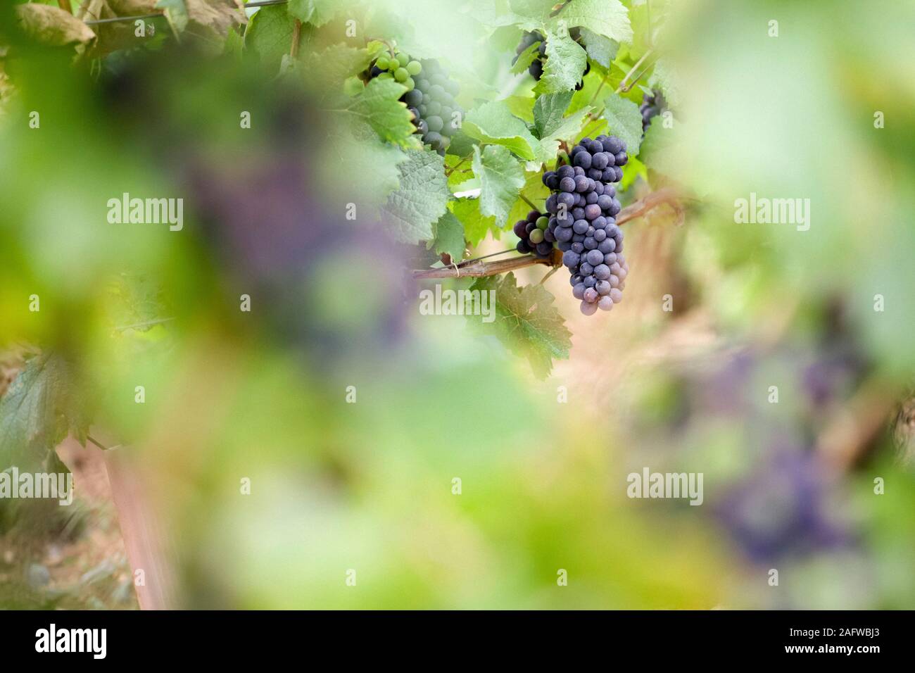 Wine grapes growing in vineyard Banque D'Images