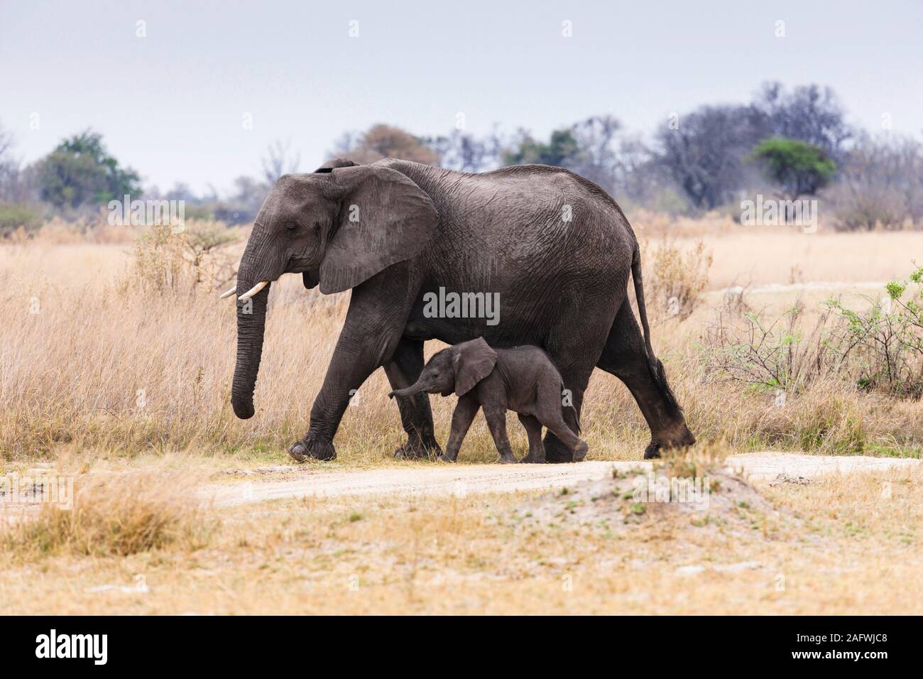 Mère d'éléphant et bébé mignon marchant ensemble dans la savane, réserve de gibier de Moremi, delta d'Okavango, Botswana, Afrique du Sud, Afrique Banque D'Images