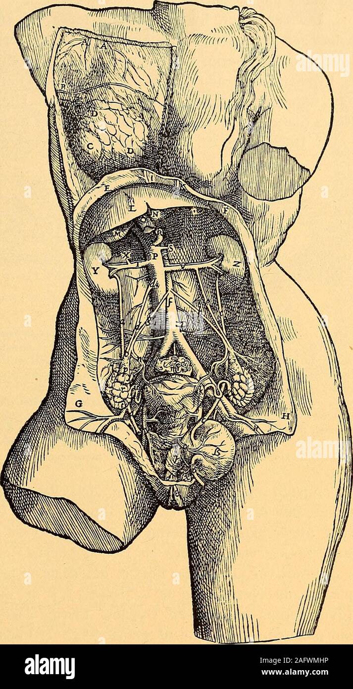 . Fødselshjaelpens af Utilisation d'historie. Vinci. Tillagde spredte Denne big Mennesket Koty-ledoner som hos Dyrene (s. Fig. 15) Vesals baelteformede, og De-cidua fra 1543 figu-da-saaledessenest rerer hos Klein (Verh. d. Deut. Ges. f.Gynaek.Bd.XI,1906)- Bevisernefor sometaf hans Presse : frada Vinci. En grovUret erutvivlsomt sådanne,mod Vesal han thi var, somudførligt tidligere ("Fragm. Le pi. 19)paa- vist, netop den Avant-ste, der gjorde Redei, Forvirringen rørende Kotyledo-dav-haevdede nerne, og ikke findeshos,à disse Kvinden. -Og idet Vesal dai UDG. 1555 rettersin Feil med Hen-syn til Decidua ogv Banque D'Images