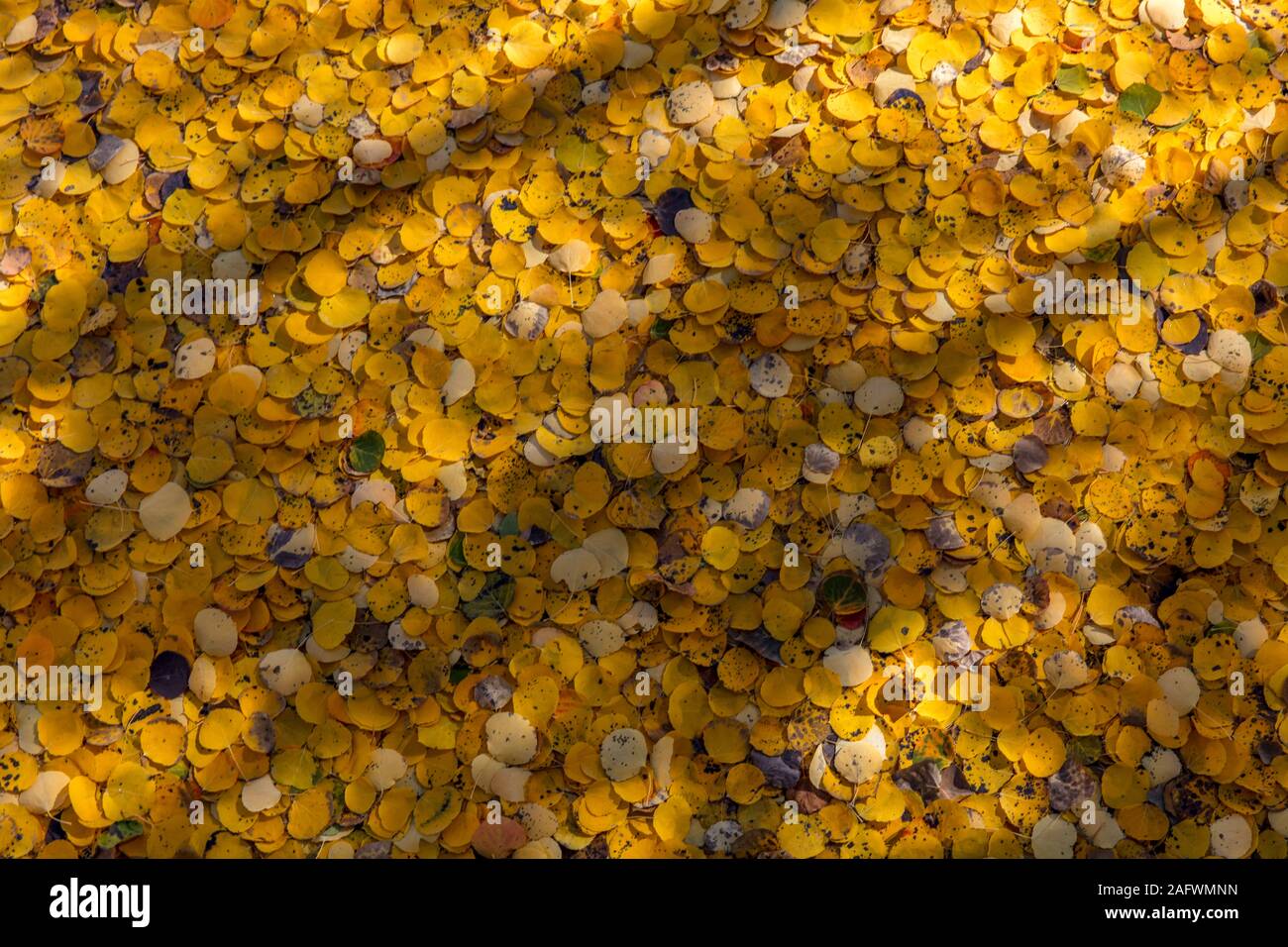 9 octobre 2019, Telluride, Colorado, USA - Couverture de trembles à Lake Cushman, Telluride Colorado au large de l'autoroute 145 près de Mountain Village Banque D'Images