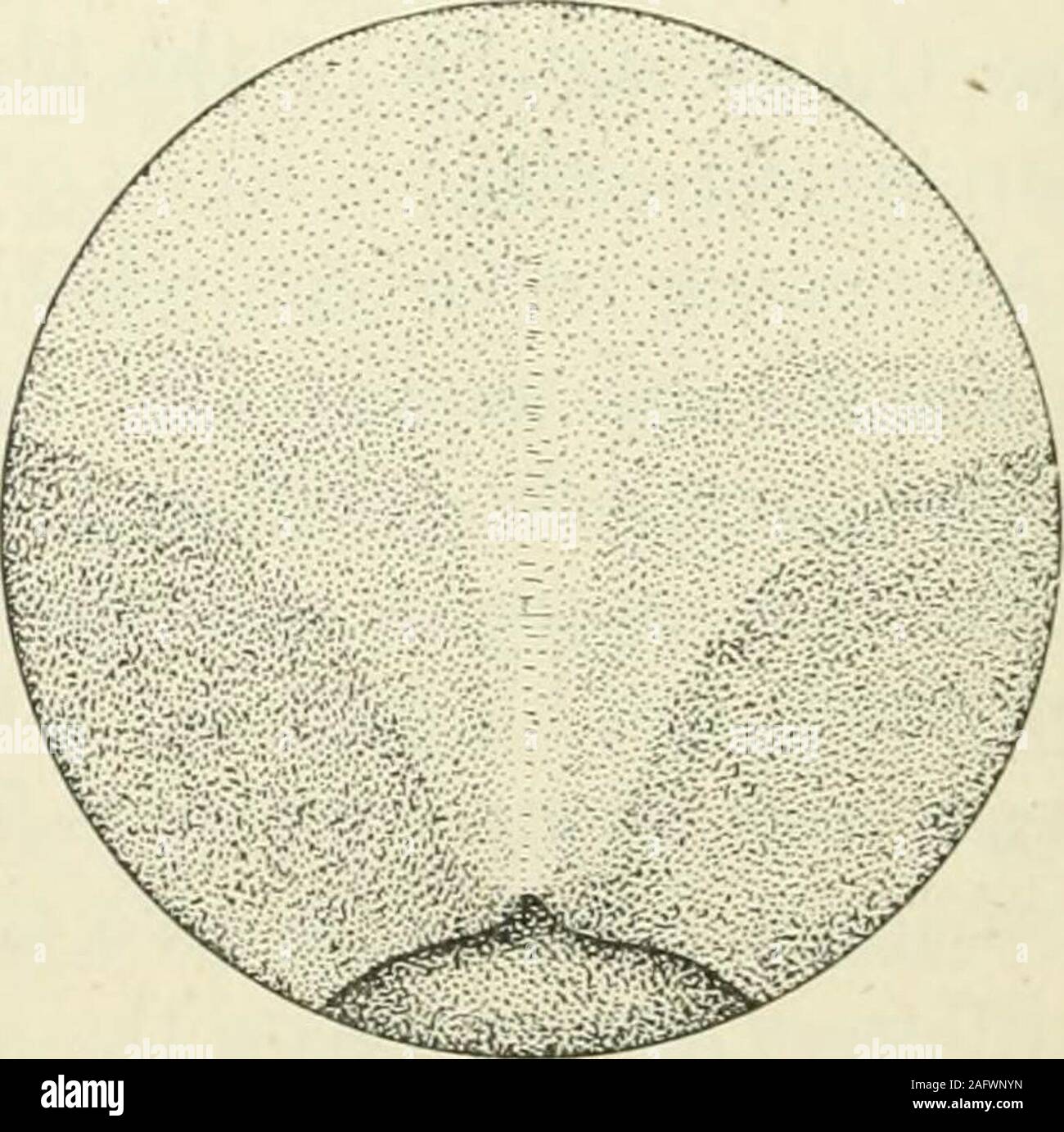 . Journal officiel de la morphologie. 146 147 Fig. 146 et 147 un œuf de vie dans un earlyneural Cryptobranchus allegheniensis scène groove, vue autant que possible par la lumière transmise. La Figure 146 montre l'hémisphère supérieur, figure 147 a postero-vue dorsale. X 7. bandes latérales sont obscurcis par l'épaississement de la plaque neurale;dans la partie centrale de la gorge de neurones il appeara habituellement série de fosses translucide disposées à intervalles réguliers. Thepit le marquage de l'emplacement de la clôture fenestra a disparu, butthere reste généralement une aire transparente indiquant un vestige du blastocoele ; ce sont Banque D'Images