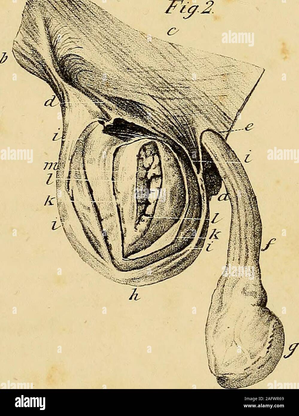 L Anatomie Et De Chirurgie De Hernie Abdominale X 7 Frenea T Ez Xtot Stftczcllts Explication De La Plaque Xvl 405 Fig 3 Vue Posterieure De La Figure 1 A Symphyse Pubienne B