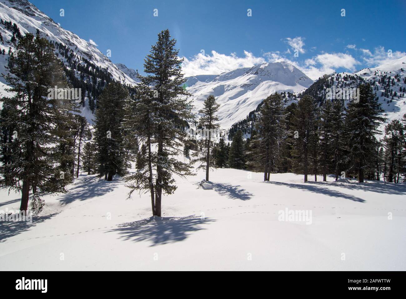 Le pin de montagne (Pinus cembra) forêt de GERLOS, Tyrol, dans les Alpes autrichiennes. Banque D'Images