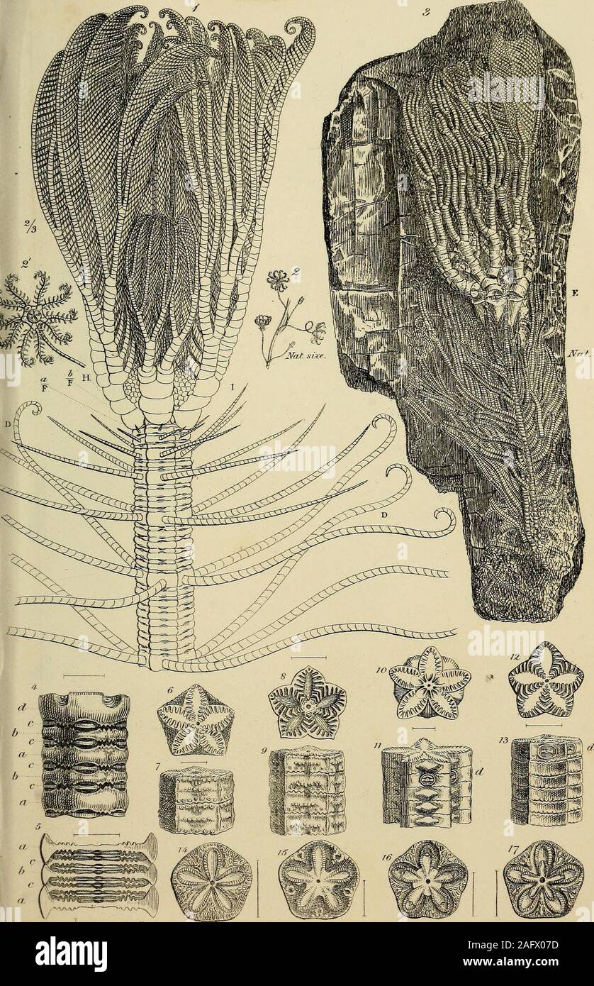 . Géologie et minéralogie examinée par rapport à la théologie naturelle. Briareus Pentacrinites.du Lias à Lyme Regis. 1. Nat. taille.-2. f. PU.. &Lt ;&lt ;/tc.s //err/- f/)i/// F IE W T A C RmiTES. .T.D.C.tbi Sawi Swil| Banque D'Images