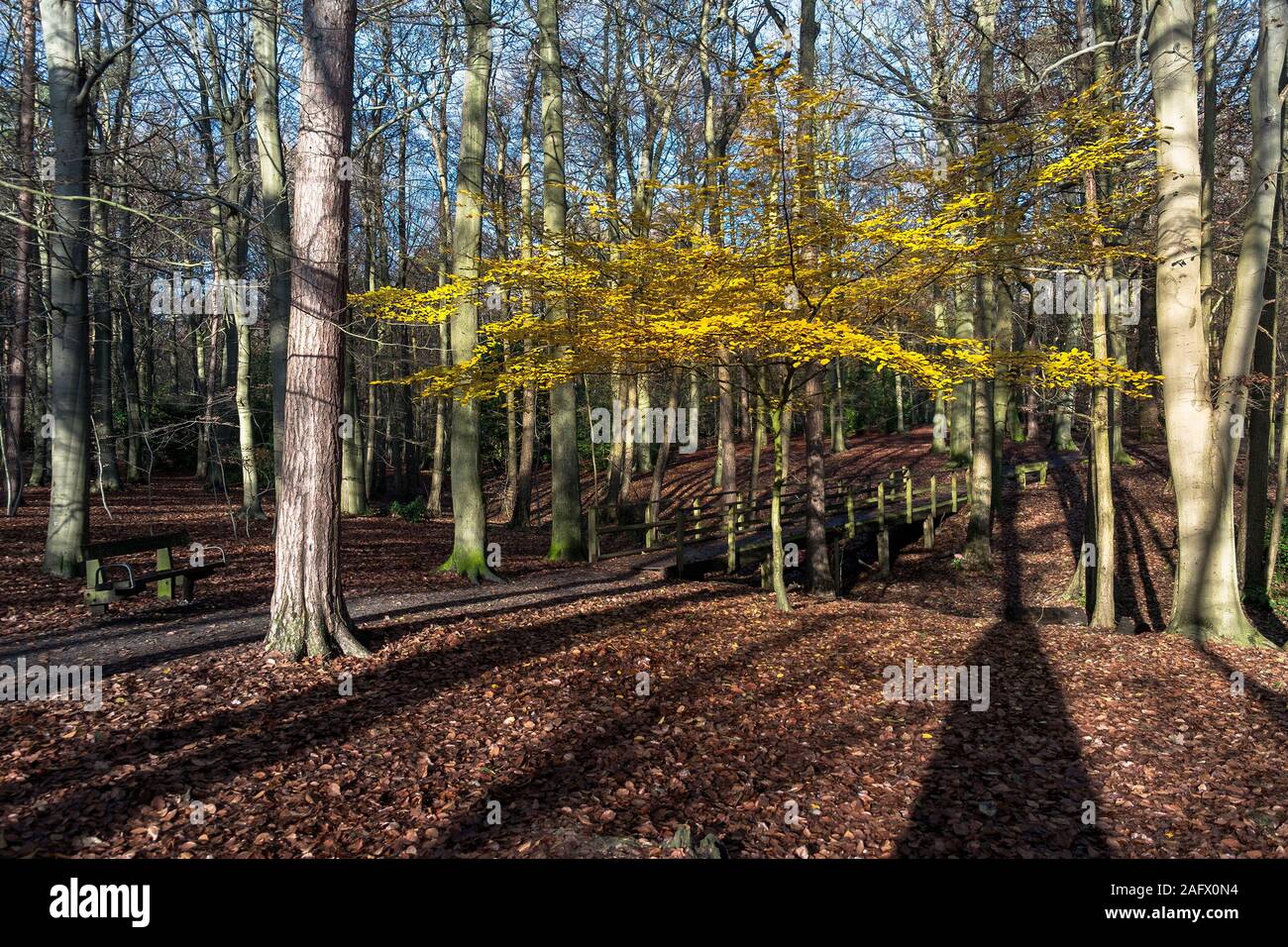 Un jeune Hêtre Fagus sylvatica avec feuilles jaune doré par la lumière du soleil d'automne tardif rétroéclairé à Thorndon Park North à Brentwood dans l'Essex. Banque D'Images