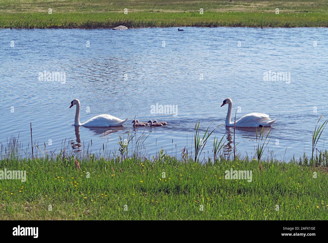 Une famille de cygnes nageant ensemble dans un lac Banque D'Images