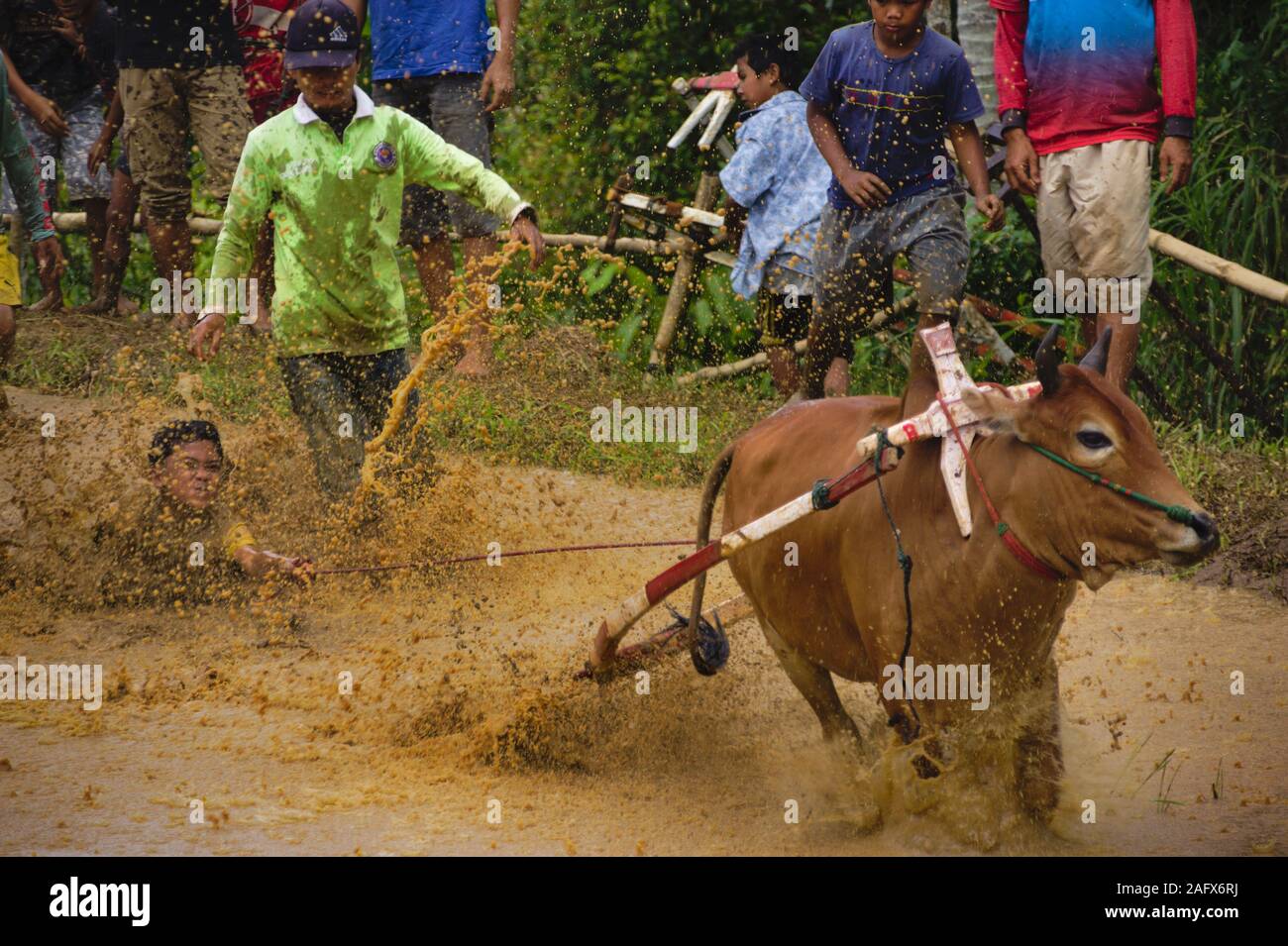 La SSPI jawi 'race' de Bull Bull est une course à l'Ouest de Sumatra. Dans la course, d'un jockey est maintenant une paire de taureaux vaguement lié Banque D'Images