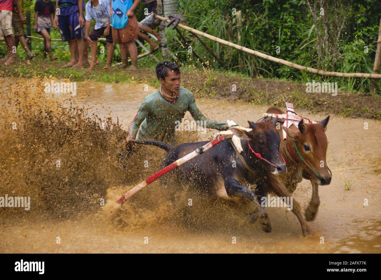 La SSPI jawi 'race' de Bull Bull est une course à l'Ouest de Sumatra. Dans la course, d'un jockey est maintenant une paire de taureaux vaguement lié Banque D'Images