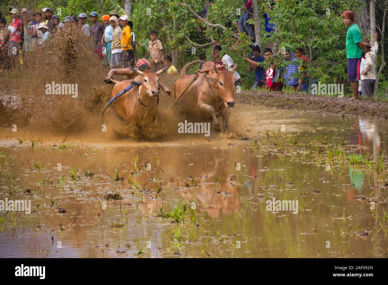 La SSPI jawi 'race' de Bull Bull est une course à l'Ouest de Sumatra. Dans la course, d'un jockey est maintenant une paire de taureaux vaguement lié Banque D'Images