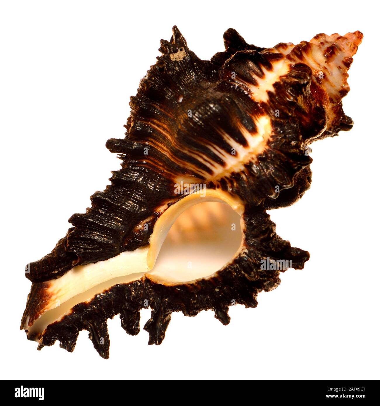 Murex adusta (shell Chicoreus brunneus) Banque D'Images