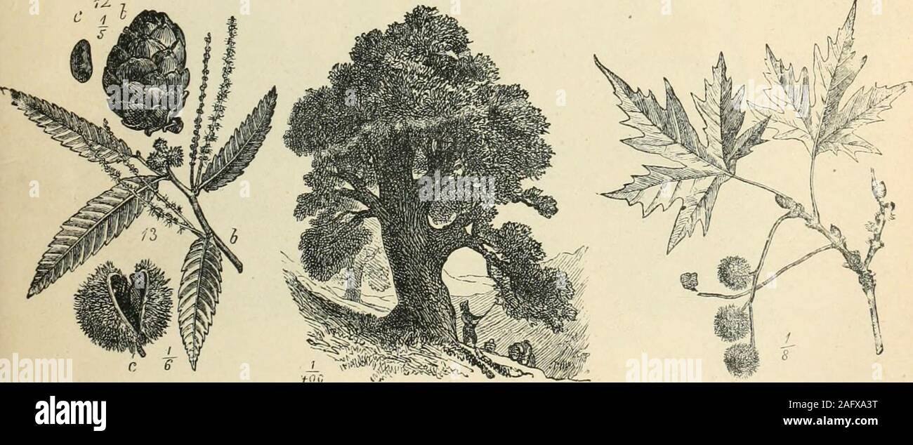 . Les habitants du monde ; ou, l'humanité, les animaux et les plantes ; être un compte rendu populaire de la races et nations de l'humanité, passée et présente, et les animaux et plantes qui vivent dans les grands continents et îles principales. Pin NAIN 12. Pin suisse. Grenade (22), un membre de l'ordre de myrte, avec ses lignes blossomand compliqué de semenciers des cavités dans les fruits, est un indigène ofAfrica, d'où il a été porté à l'Europe du Sud. Parmi les ancientsthe fruit était très apprécié, et dédié à l'Proserpineand déesses Junon. Le figuier (23), avec ses grandes, larges, avec lobes Banque D'Images