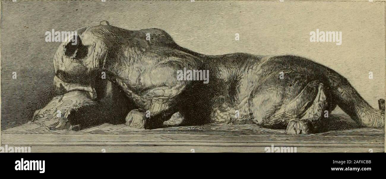 . L'art et la critique : monographies et études. ck le héros romantique de Ariostos story, qui est titulaire d'inhis stalwart armoiries la silhouette gracieuse d'Angelica ; ici areequestrian statues qui vous rappelle la renaissance du bronzes précieux - Gaston de Foix, Charles VII, tartare et cavaliers arabes, et le grand Caesar de notre siècle, le général14* 214 L'ART ET LA CRITIQUE. Bonaparte ; voici les déesses de l'Olympe, Vénus, Junon et Minerve,, assis sous un triple-face de whichspring la chimère floriated douze branches d'un candélabre, arounda couronnement groupe composé des trois Grâces ; ici sont t Banque D'Images