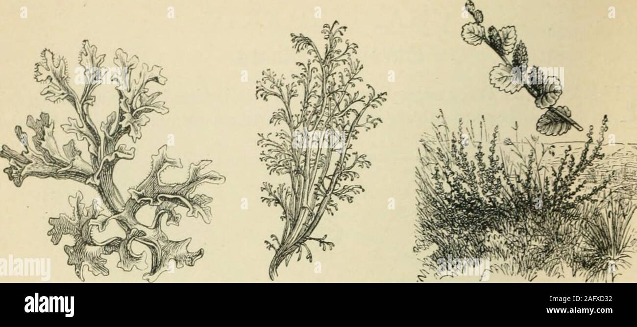 . Les habitants du monde ; ou, l'humanité, les animaux et les plantes ; être un compte rendu populaire de la races et nations de l'humanité, passée et présente, et les animaux et plantes qui vivent dans les grands continents et îles principales. O S W -2 (dans notre propre chmate, bien que parfois un peu représenté par differentspecies, comme dans le cas du chêne-liège (31) de l'Espagne et l'Italie, dont 237 II 23S usines européennes.. 1. Le lichen d'Islande. 2. KEINDEER MOSS. 3. DWAKF le bouleau. Banque D'Images
