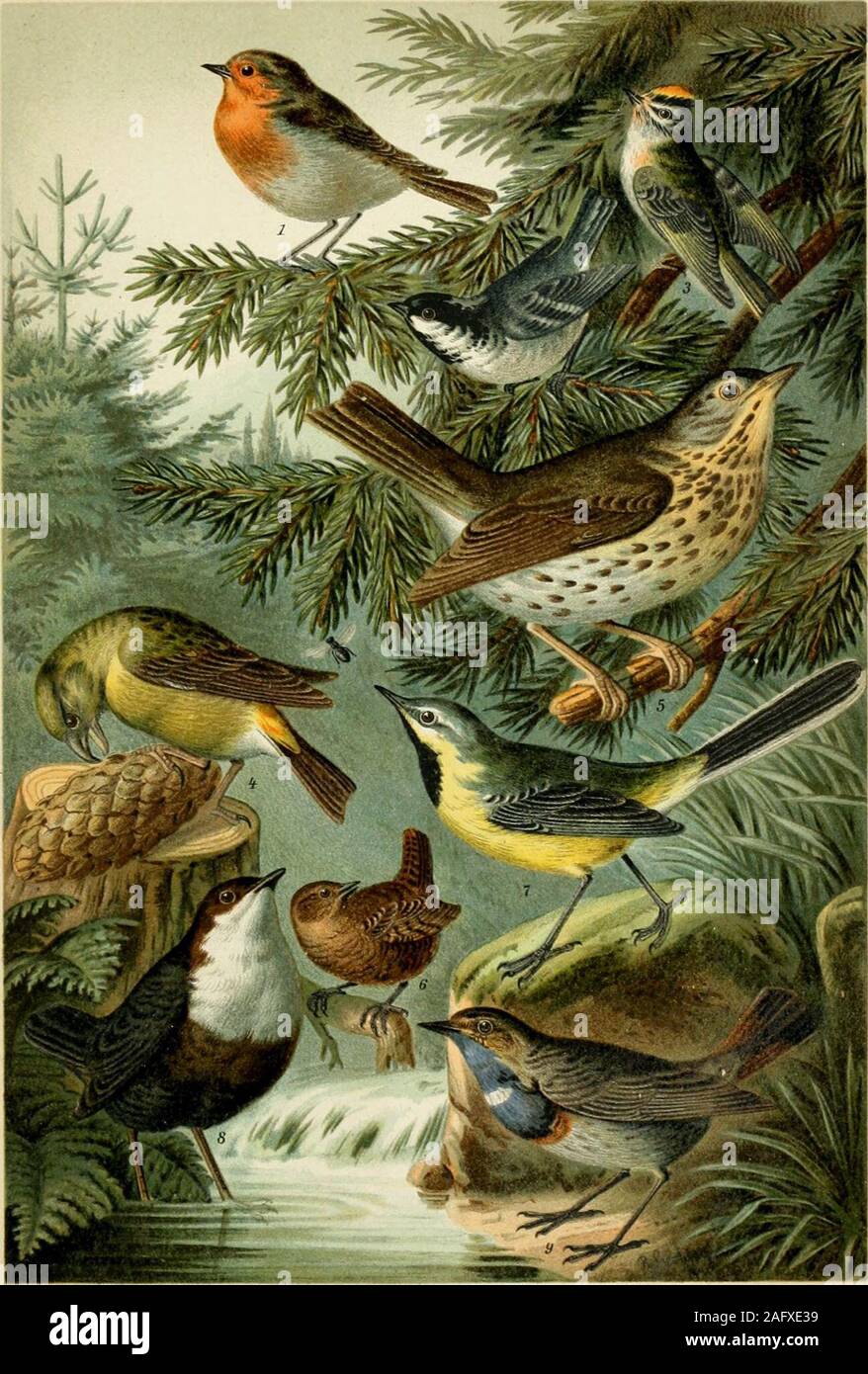 . Brockhaus' Konversations-Lexikon. ^^/"1. (Zeisiff ChTysoiaitii.s spimi.s4. BiicMink(Fringilla coelebs(Pams coeruleus). 8. Stieglita FrmgiUi Knsrl kcrMl (oilsei..lConCöthr-vitlg.T.ISTP-ansl,:V Hänfling irringilla caflnabinii) 14. Biic&gt ; ?Fringmacoeleb encre(.s). 5. RotL-PvrrJuila vitlgari (impol-s). KiihhneisR G. Parrus (major). 7. Bldiinuuae ? ?  ?  ? Ulcarditelis). 9. Mnntanusl Feldsperling-(Passer. 10. Haussporlmg Hasser J-,J.8n)r/tjHiif,-fH&gt;otjr.-u-ttst./lnslaf !.f.ppc*i. doniesf^.usi). / Broilihnns atltvrsiUioii{.v -T/ariA-tm. J4. Aci/7. ^ittteleurofAtsche SINGVÖGEE. IL. 1. Botkphlrlie Banque D'Images