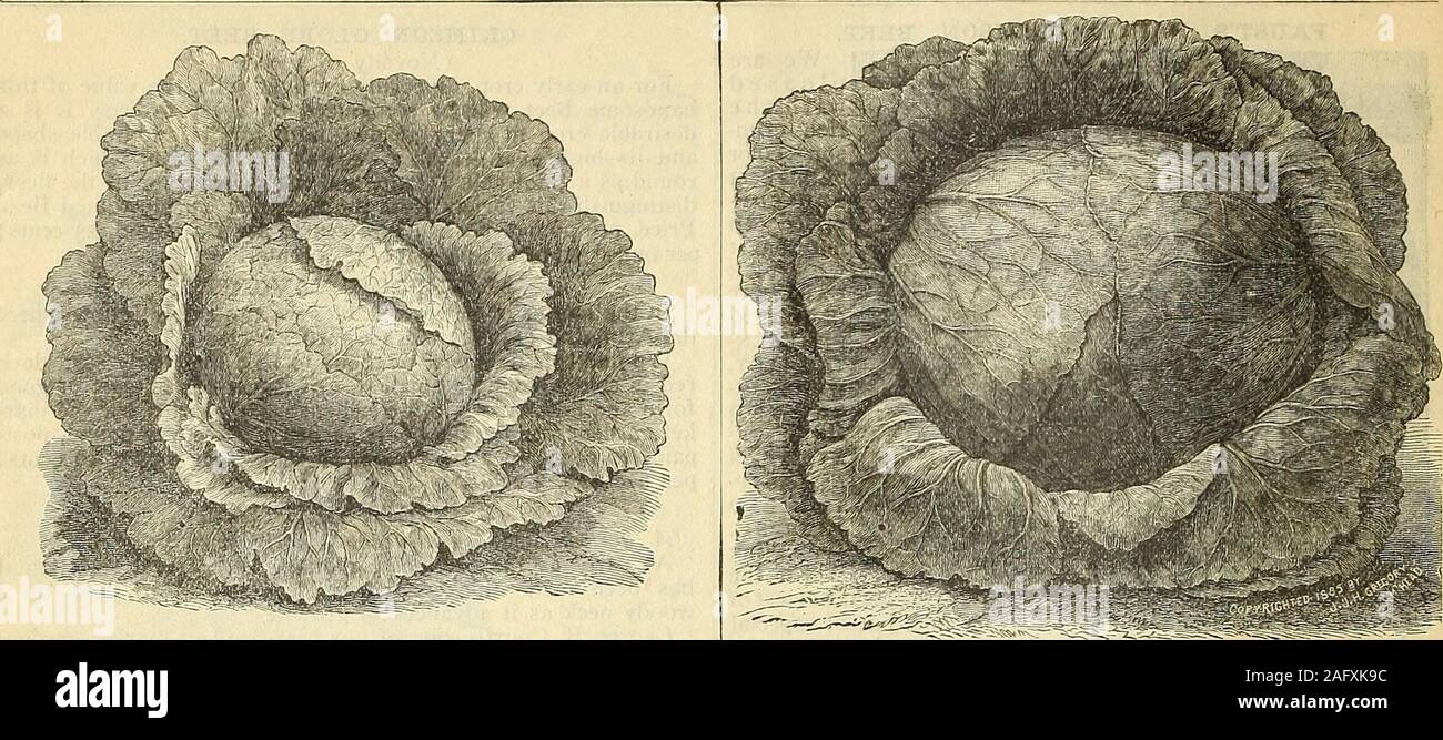 . Catalogue de graines de fleurs et légumes : catalogues gratuitement à tous. withgreen arge quitte les tiges, et une peau fine et très lisse. Chair ferme et blanc,doux, très apprécié par le bétail. En bref, un excellentroot, facilement levé du sol, la production d'enormouscrops, et un excellent gardien. Nous trouver en eux un peu irregu-nal en forme. Prix, par livre, postpayé, 35 cents par livre, de 1 à 15 cents ; l'once, 5 cents. GATE POSTER MANGOLD. Ce genre a été trouvé par test pour obtenir le plus weightper acre, alors qu'il a un tout petit top, n'a qu'une racine pivotante avec sprangling,pas de croissance, et est un Banque D'Images
