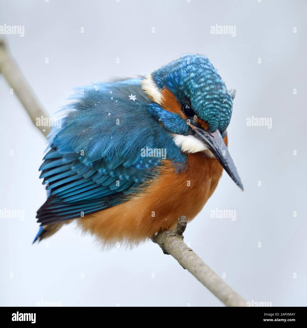 Kingfisher Alcedo atthis eurasien ( ), homme en hiver, des flocons de neige sur son plumage, perché sur une branche, chasse, regarder pour la proie, de la faune, de l'Europe. Banque D'Images
