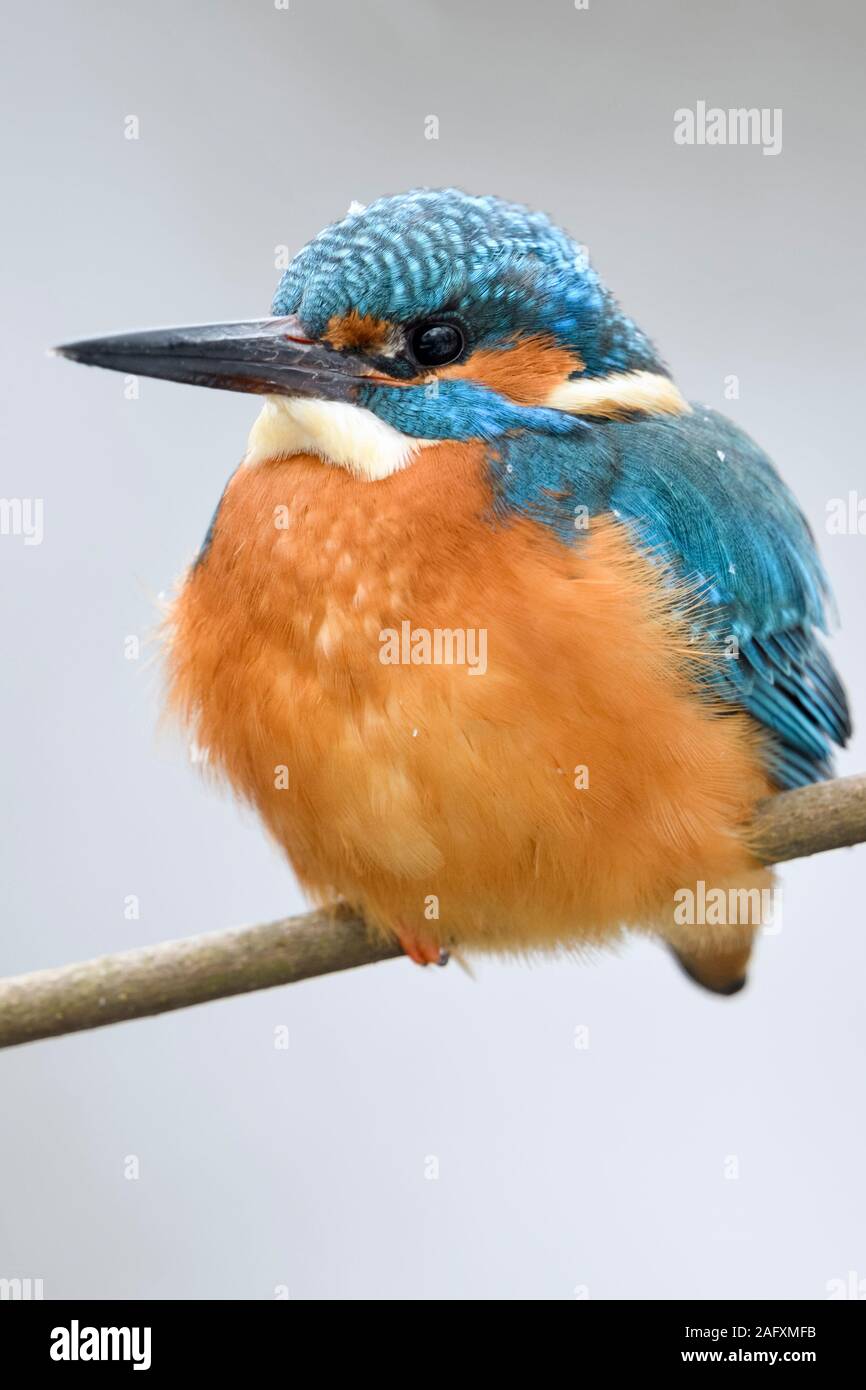 Kingfisher eurasien Alcedo atthis Optimize ( / ), homme en hiver, se reposer sur une branche, fluffed jusqu'à garder au chaud, de la faune, de l'Europe. Banque D'Images