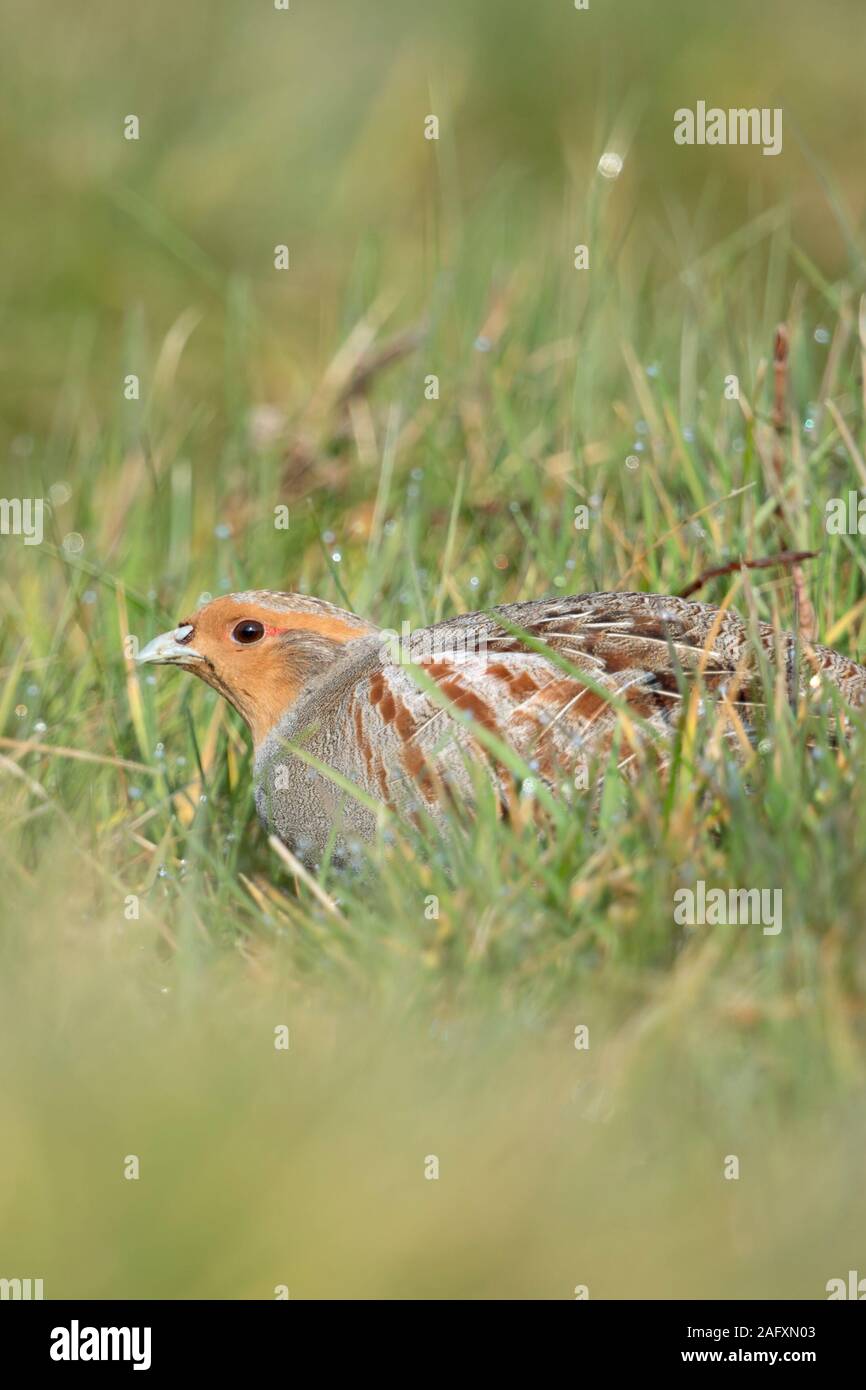 La perdrix grise (Perdix perdix ), assis, se cachant dans un pré, oiseau rare de champs ouverts et de terres agricoles, threatend par intensive, de la faune, de l'Europe. Banque D'Images