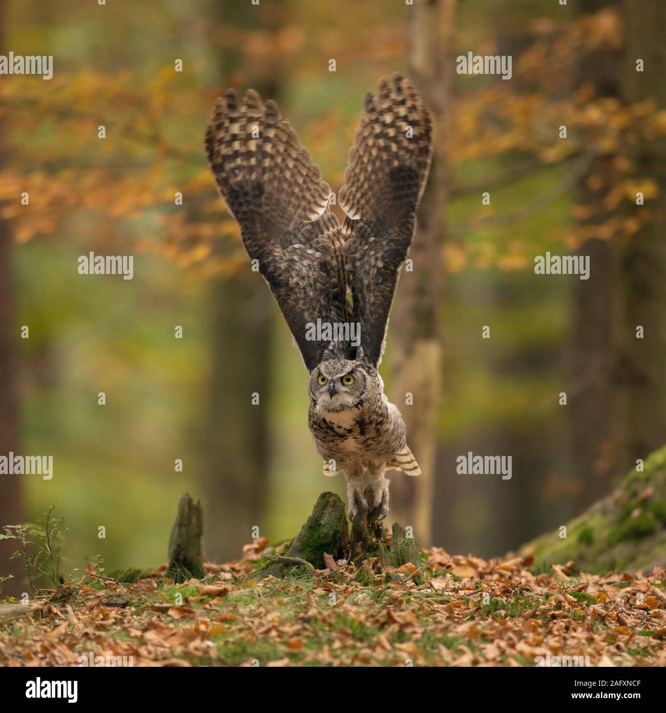 Grand Duc hibou / Virginia-Uhu / Tiger ( Bubo virginianus ) décoller pour son vol de chasse, étirée, ailes de couleur d'automne bois. Banque D'Images