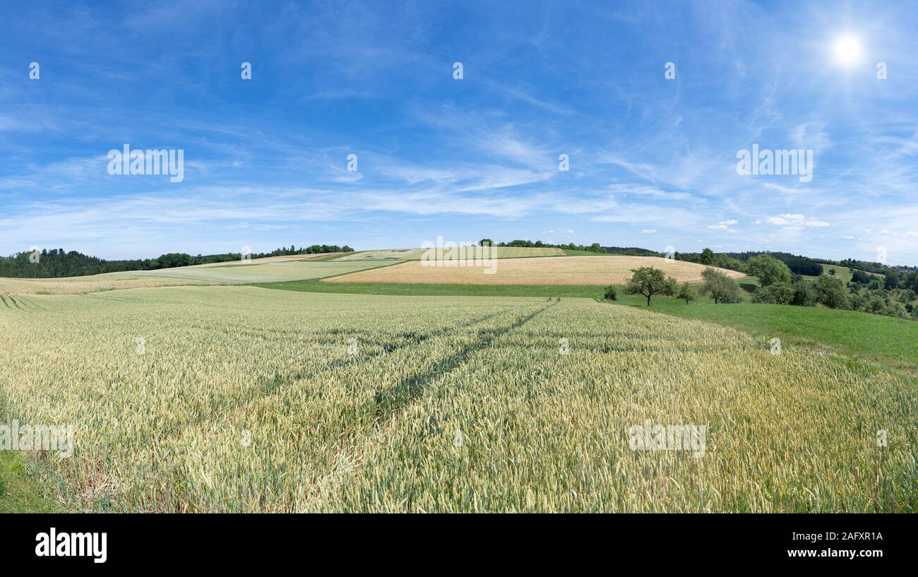 Paysage rural avec des champs et prairies dans le soleil de l'été Banque D'Images