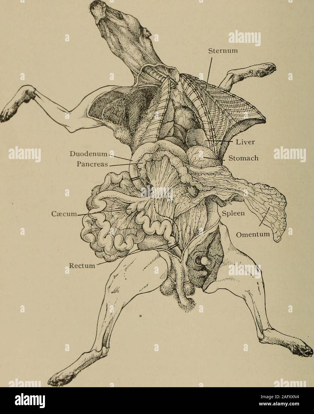 Cranial ridges Banque de photographies et d’images à haute résolution ...