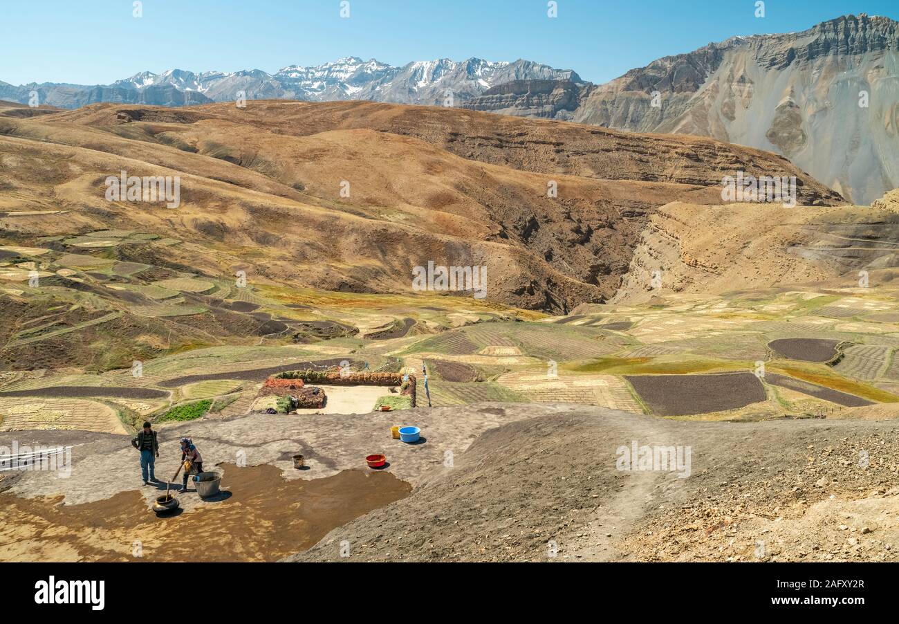Les agriculteurs épandent du fumier de vache dans un champ en préparation pour une récolte du grain dans le Spiti Valley et de l'Himalaya en été dans Komic, Himachal Pradesh, Inde. Banque D'Images