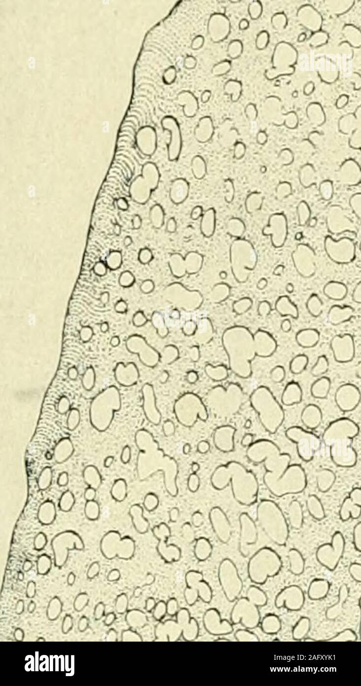 . Le journal américain de l'anatomie. ich un navire,plus large que la plupart des capillaires, s'étend vers l'embryon-la face antérieure de la veine vitelline. Il est également à noter que, dans l'embryon, entourant theregion dans la zone pellucide, l'spacesbetween les navires sont plus grandes que dans le domaine opaca. Un looksin vain pour tout navire qui pourrait être interprétée comme l'artère mésentérique-vitellin, ou veine vitelline postérieure. À la gauche de theembryo il y a deux ampoules, isolés et plusieurs aveugles. endingvessels À cette référence plus complète sera faite plus tard. Fig. 3 Camera lucida dimensions de la zone d'un vasculosa Banque D'Images