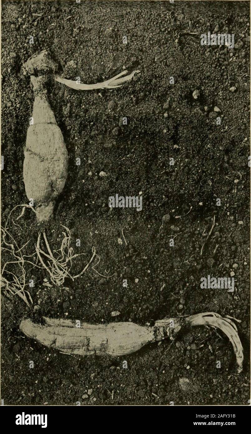 . La récolte et l'entreposage des dahlias. mis dans la cave de stockage thatthis année, de toute façon, très peu de cols sont cassées, seulement à trouver le temps de coupe, lorsque les touffes sont divisés,que le même triste demeure, avec une déplorable par-pourcentage de pertes par casse cou. Un tubercule avec une fracture du cou est à peu près aussi précieux qu'un homme qui hasthe même problème. Les deux sont morts, ou le seront bientôt. L'Irlandais ou pomme de terre blanche et le potatohave doux yeux d'où le printemps les pousses. Le dahliatuber est sans yeux comme les bourgeons dormants sont popu-ment appelé. Le souterrain des bourgeons du arelocat broaddaylight Banque D'Images