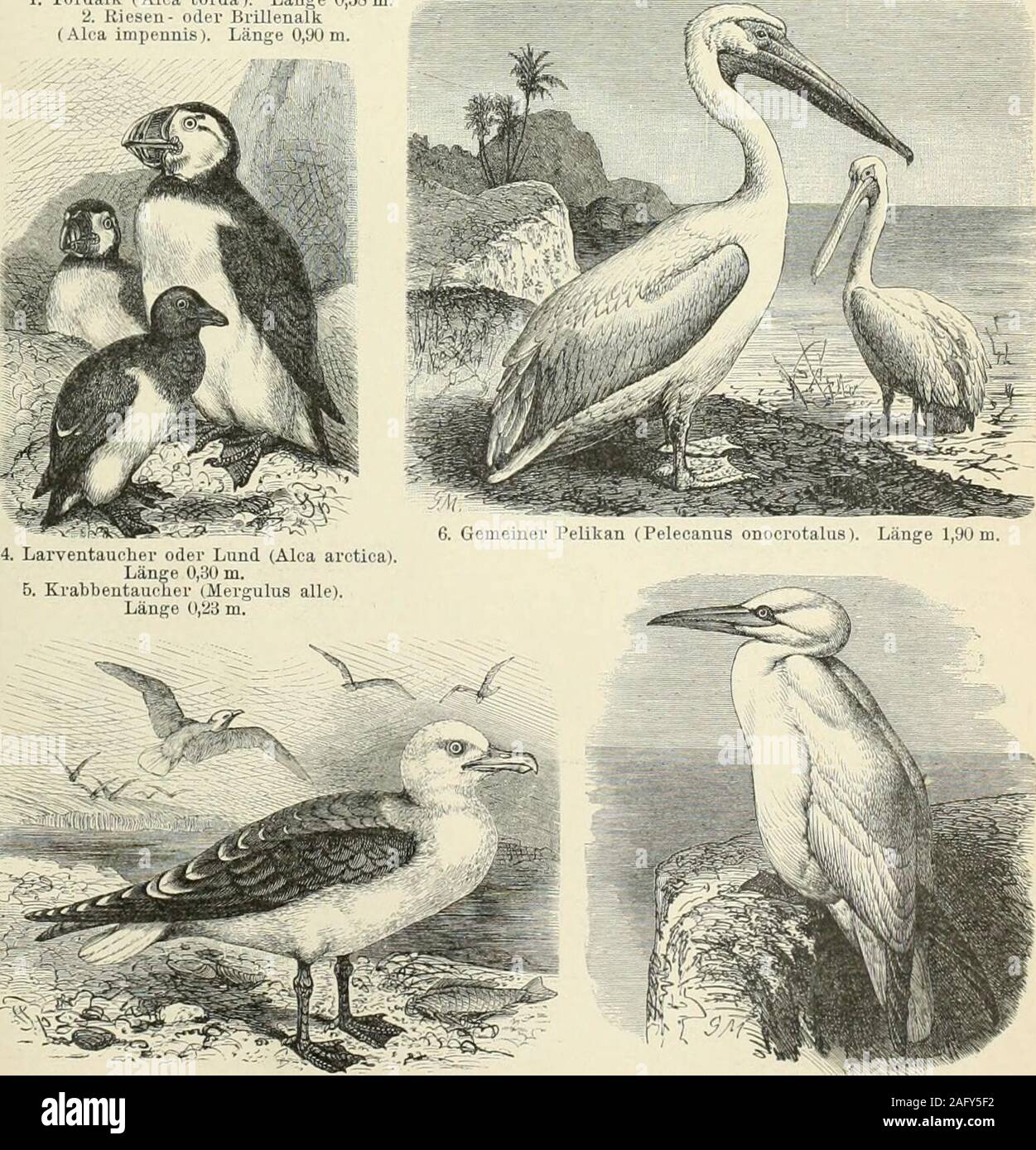 . Brockhaus' Konversations-Lexikon. 3. Gänsesäger (Mergus merganser). Länge 0,66m. 1. Tordalk (Alca torda). Lauge 0,38 m, ü. Kiesen- oder Brillenallc (Alca Impennis). Länge 0,90 m.. 7. Heiingsmove (Larus fuscus). Läugo 0,60m. 8. Tölpel (Sula bassana). Länge 0,98 m. Brockhaus. Konveraations-Lexikon Aufl., 14 SCHWIMMVÖGEL. IL Banque D'Images