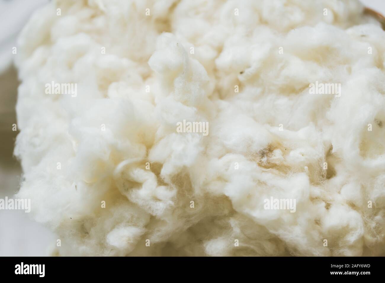 La fibre de coton à partir de graines de coton naturel exempt de produits chimiques colorants bon pour la santé. Banque D'Images