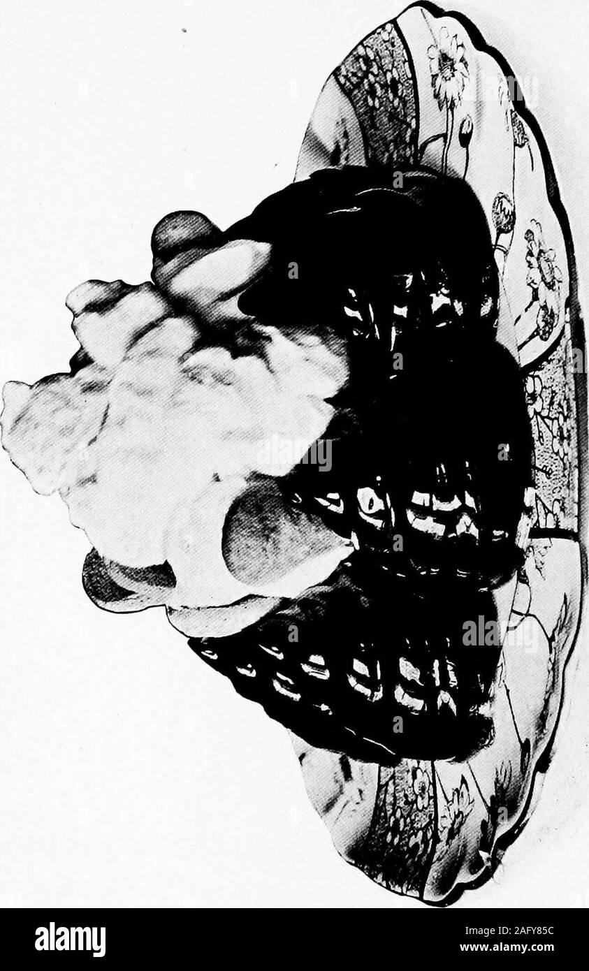 . Ce que d'avoir pour déjeuner. h le fruit, et serveas chaude que possible. une omelette sucrée. Juin Orange Battre les jaunes d'oeufs, de trois lumière ajouter threetablespoons threeteaspoons et de sucre en poudre de jus d'orange ; incorporer dans le stifilybeaten les blancs. Cuisiner dans hot buttered ome-pan laissez-le jusqu'à ce qu'il commence à puff, alors dans le four pour définir le haut. Lors de l'entreprise dans lecentre, replier, renverser sur une assiette chaude, saupoudrer de sucre en poudre sur le dessus, deux fois il andscore en diagonale avec un bain poker.L'Ananas peut être utilisé à la place de l'orange.(Voir l'illustration ci-contre.) Charlotte,R usse Juillet trempez la moitié fort de gela Banque D'Images