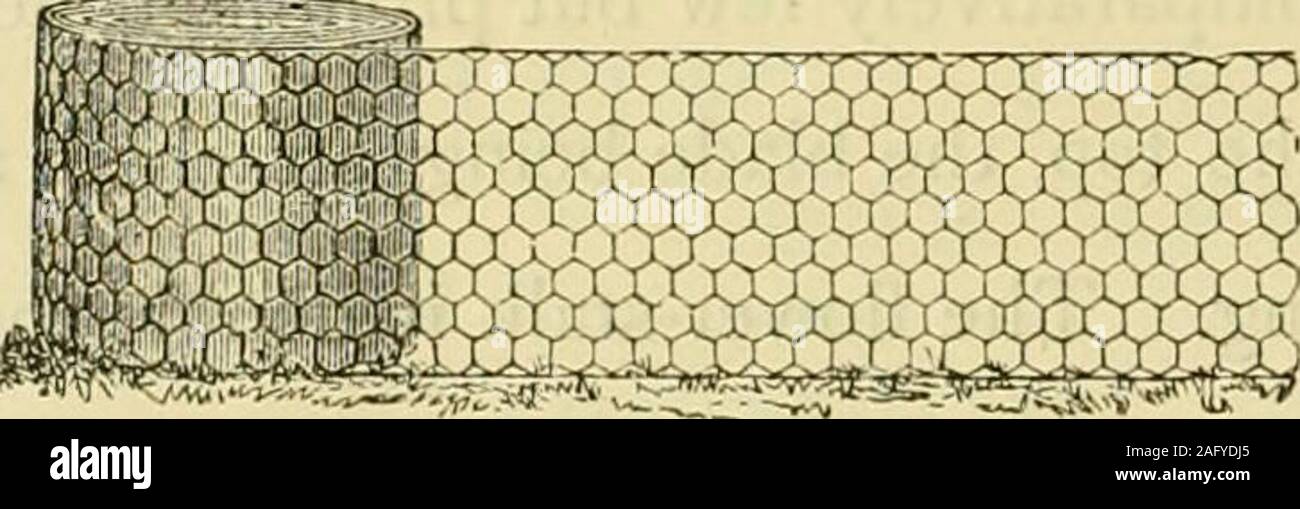 . L'Gardeners' chronicle : un journal illustré hebdomadaire de l'horticulture et des sujets. SYDNEY, 1880. La première et la seule médaille d'OR POUR EVERAWARDED filet métallique galvanisé.. Prix par 21 Cour incbea Lineal bigb. Maille, principalement utilisée pour l'indicateur. Le manomètre. Le manomètre. 1 en 4. 3i6 moutons Jrf. 145(^. 2 in. La volaille .. 19 2ld. 18 3rf. 174./. Hin. SmaU Lapins, &c. 3d 19. Sid 18. 174|&Lt ;/. 1|. jSmallcst dans le lapin. 19 3lt/. .8 4:id. 75*./. L'Illustre les listes de prix de grillage, clôtures, la volaille, les semences de pois et de fraise,Gardes Trellis de pois, fil treillis pour les plantes de la formation, de l'eau, MowingMachines Carrie Banque D'Images
