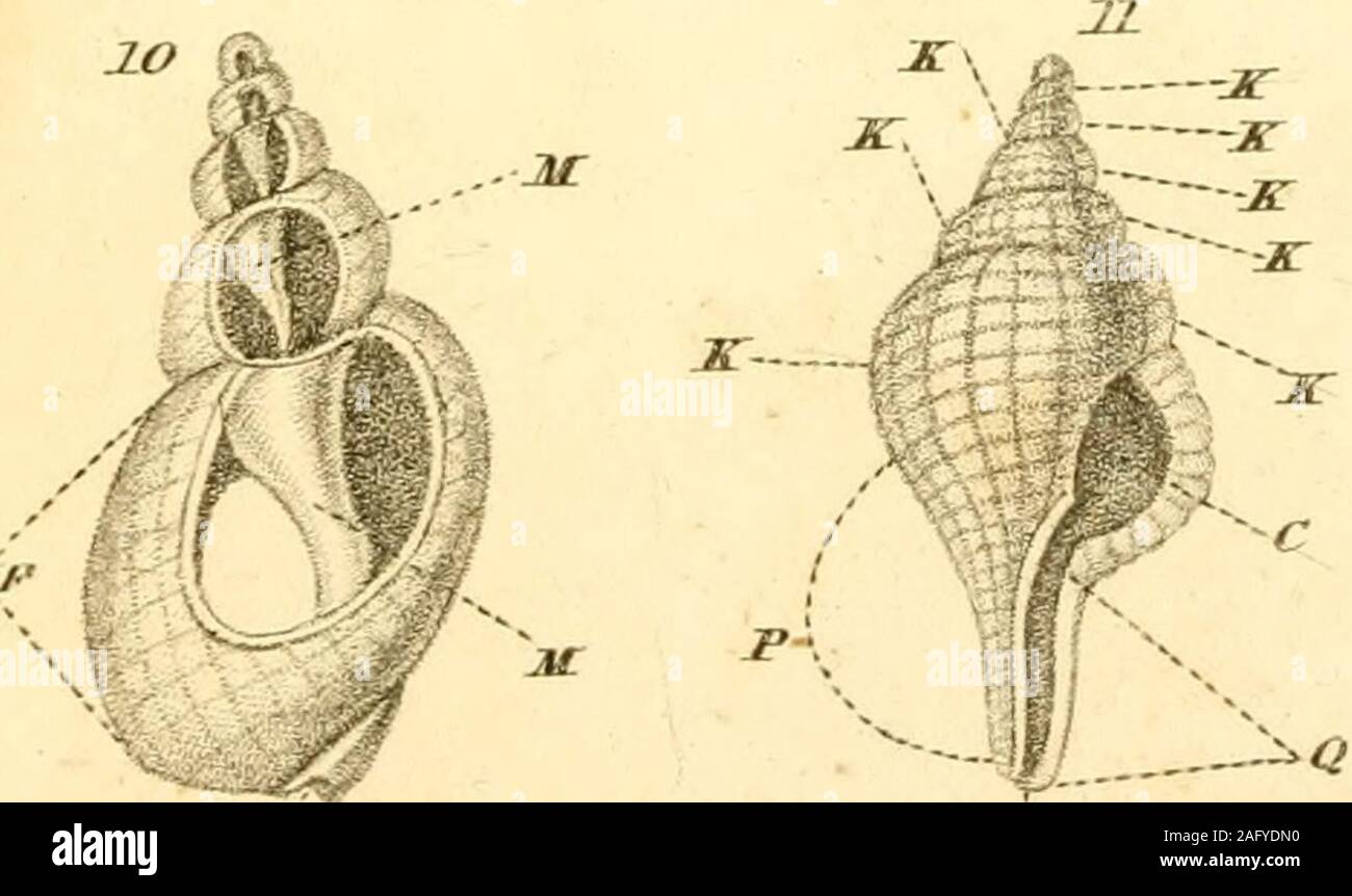 . Le texte du conchologist-livre, embrassant les arrangements de Lamarck et Linné, avec un glossaire de termes techniques. Banque D'Images