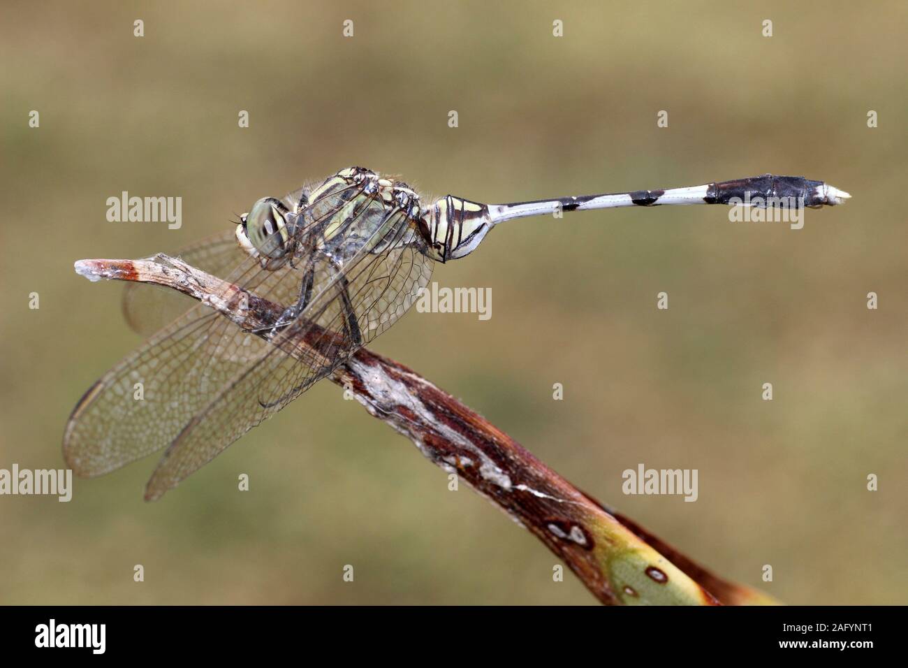 Green Marsh Hawk alias Slender Skimmer Orthetrum sabina - Gujarat, Inde Banque D'Images