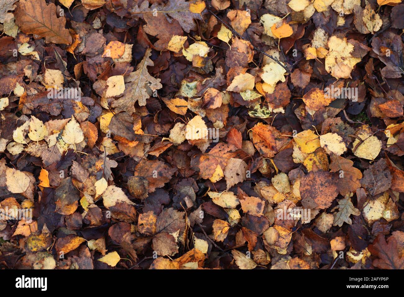 L'automne les feuilles tombées sur le sol de la forêt. Banque D'Images