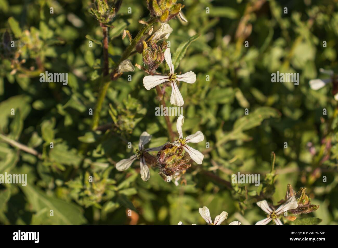 Roquette Sauvage Banque D Image Et Photos Alamy