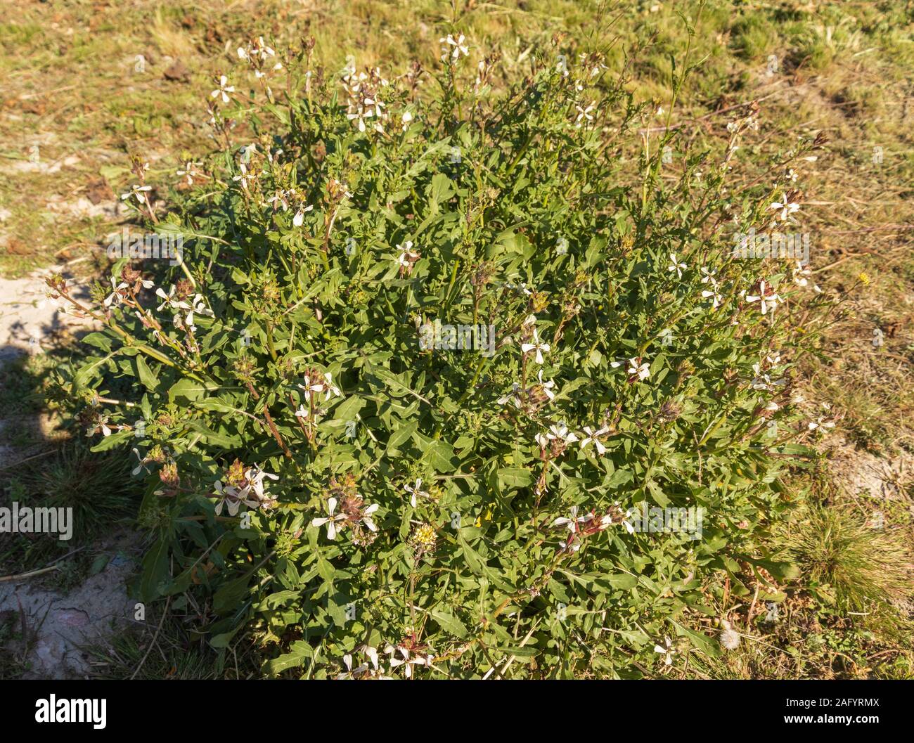 Eruca Sativa Banque D Image Et Photos Alamy