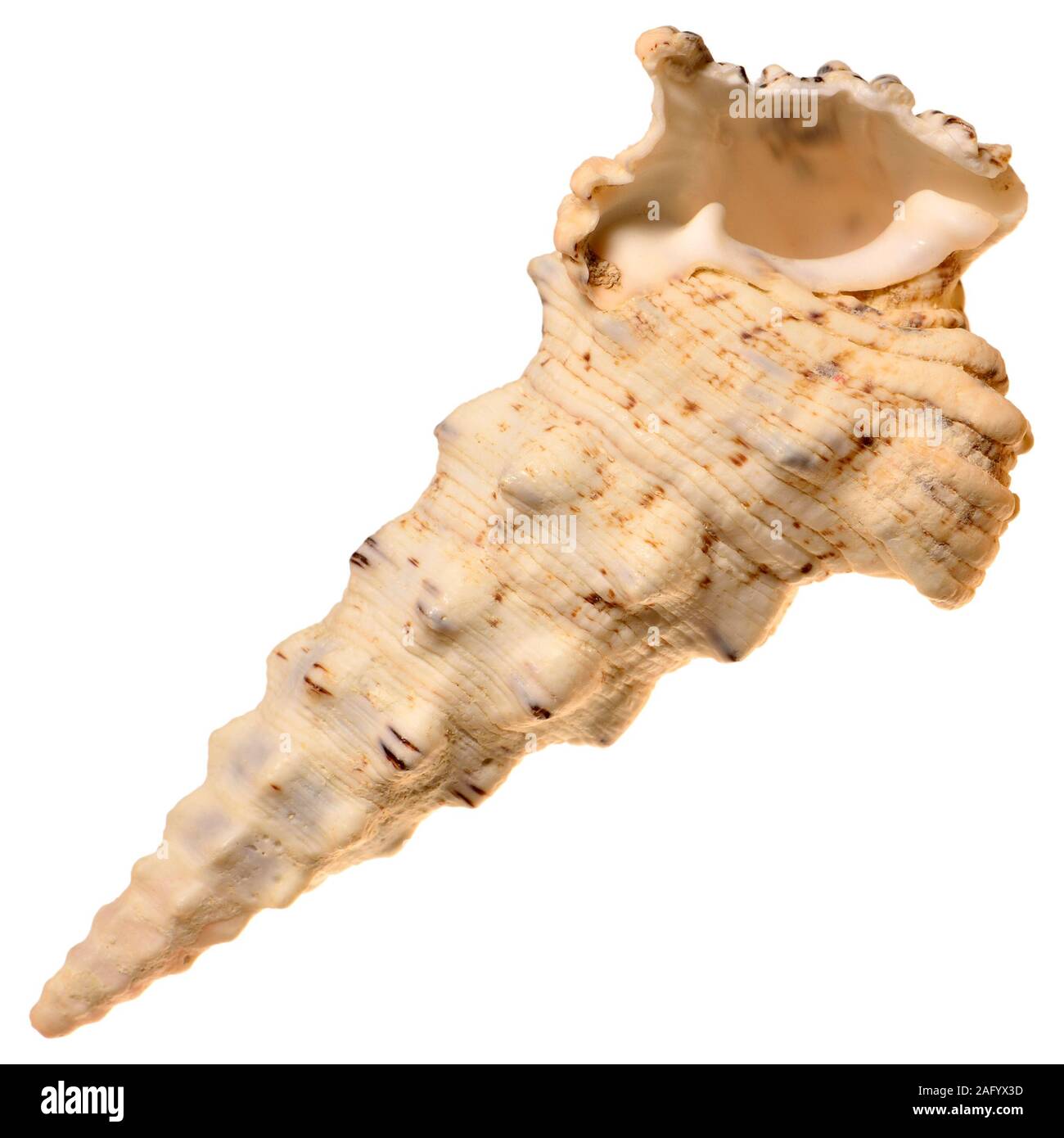 Cerithium nodulosum Banque de photographies et d’images à haute ...