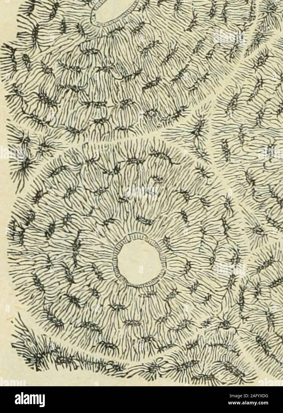 . Physiologie de l'école publique et la tempérance. est composée de deux os, ou le fémur, scié tranches, la partie corticale ou extérieur, et ^®°^^^^***-la partie intérieure ou spongieux. La partie extérieure est difficile andfirm, et est couvert par une membrane fibreuse dense closelyattached, et par lequel le sang est à l'os supphed.C'est ce qu'on appelle le périoste.2 Fig. 3.-La cuisse- 18 ACTIVI01.0GY et de la tempérance. La partie spongieuse constitue l'essentiel de l'arbre, et ateither permet d'extrémité de l'expansion de façon à former des surface.Ce tissu spongieux se compose de cellules osseuses allongées, et l ?enceinte de la donner une légèreté des cellules Banque D'Images